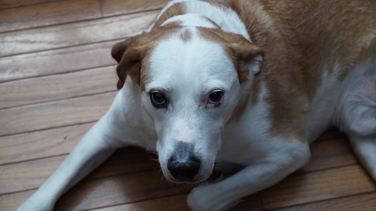 Dog Grooming in Palo Alto: How to Choose a Routine That Actually Fits Your Dog